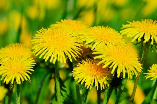 Closeup of yellow dandelions on the meadow