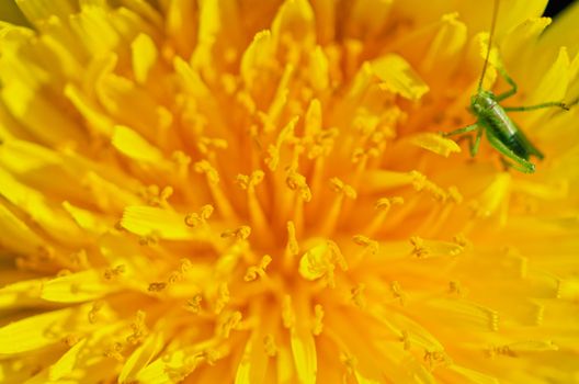 Grasshopper on the large yellow flower with thin petals