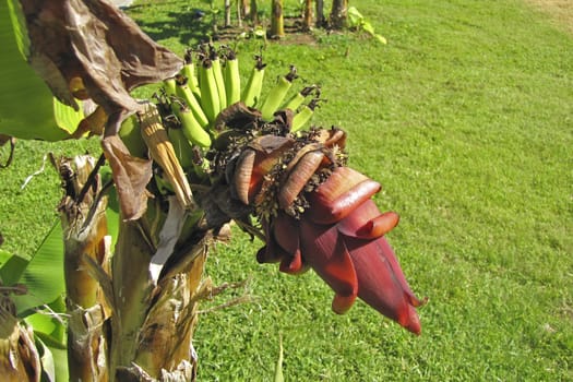 banana flower with ripening fruit