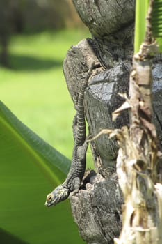 Turkish lizard on a tree on a sunny day