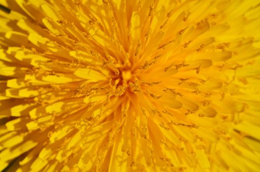 Close Up of large yellow chrysanthemum with thin petals