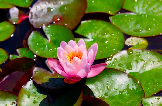 Detail of pink water lilies.