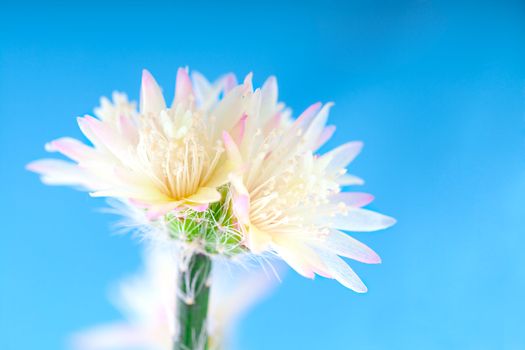 flower of rhipsalis pilocarpa - cactus, on blue background
