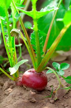 Red radish in bed, outdoors