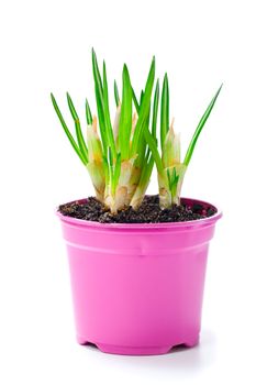 sprout of flower bulbs in pot, in early spring.  isolated on white background.