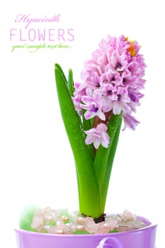 pink hyacinth flowers, isolated on white background.