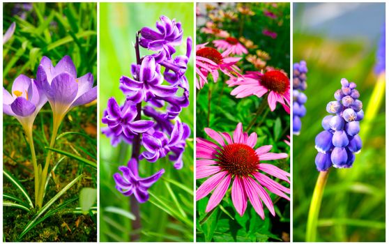 set of cone flower, crocus, Hyacinth and Bluebells flower