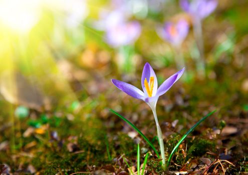 Spring purple crocus flowers with sunlight