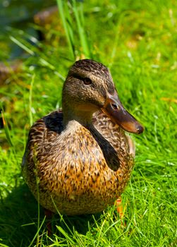 Duck on a green lawn