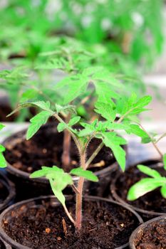 Seedlings of tomato on a white background