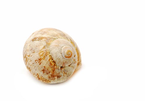 Small shell isolated on white background