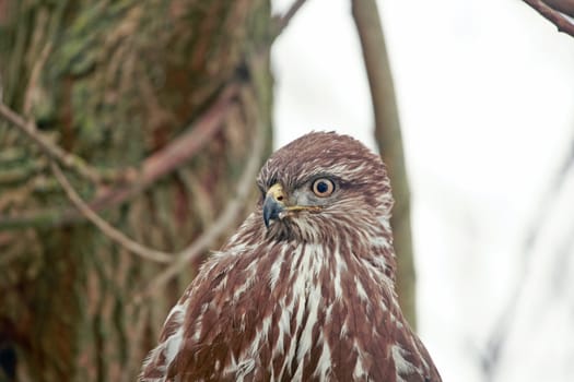 Closeup of the head of a common buzzard