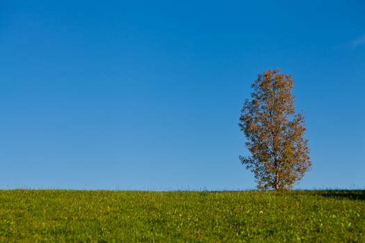 beautiful autumn landscape with blue sky and yellow tree background