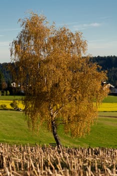 beautiful autumn landscape with blue sky and yellow tree background