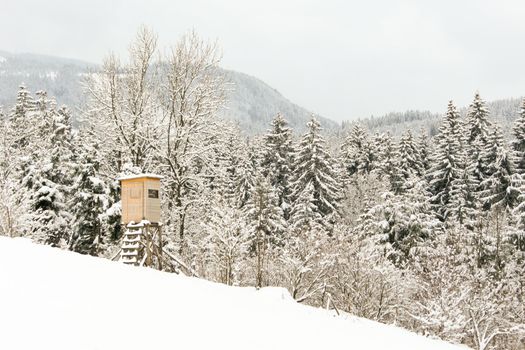 trees forest snow in winter landscape background