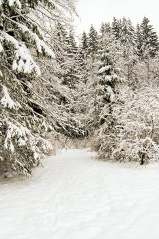 trees forest snow in winter landscape background