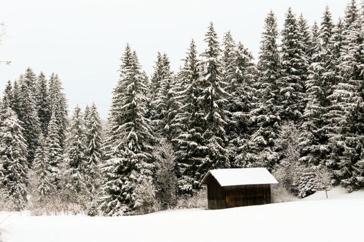 trees forest snow in winter landscape background