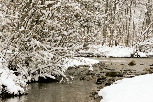 trees forest snow in winter landscape background