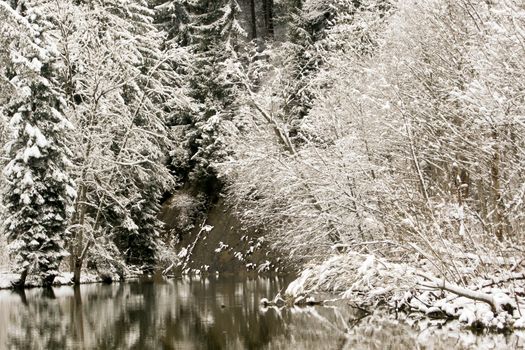 trees forest snow in winter landscape background