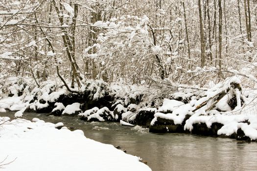 trees forest snow in winter landscape background