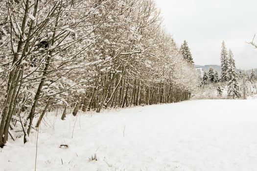 trees forest snow in winter landscape background