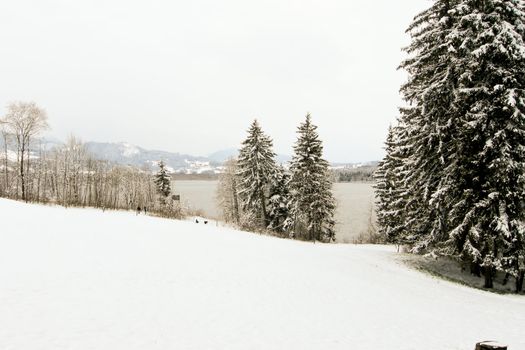 trees forest snow in winter landscape background