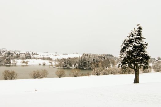 trees forest snow in winter landscape background