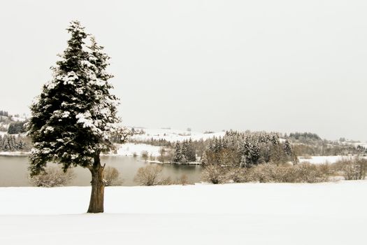 trees forest snow in winter landscape background