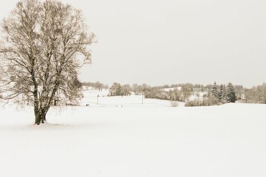 trees forest snow in winter landscape background