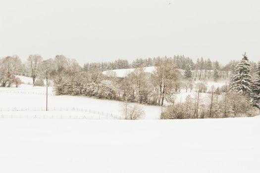 trees forest snow in winter landscape background