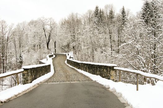 trees forest snow in winter landscape background