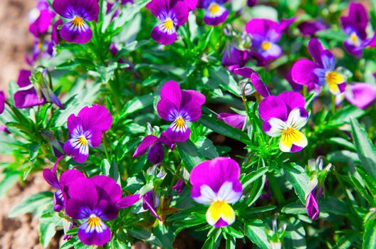 Variety of petunias