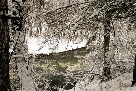 trees forest snow in winter landscape background