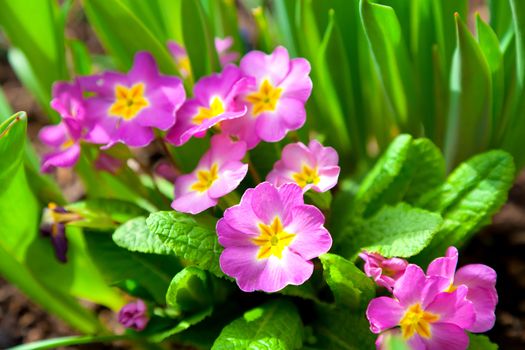 Perennial primrose or primula in the spring garden.