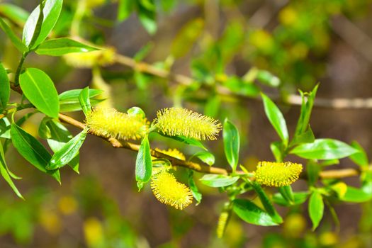 macro shot of blooming willow tree. Salix caprea. summertime