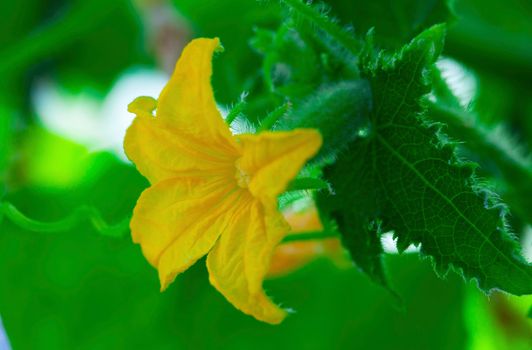 small cucumber with flower and tendrils