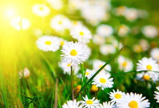 Daisies in a meadow with sunlight