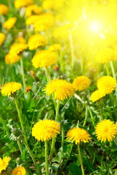 Yellow dandelion flowers, spring photo