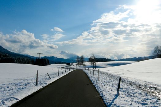 trees forest snow in winter landscape background