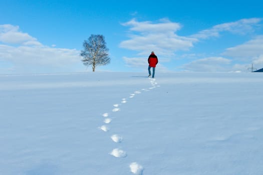 beautiful sunny landscape in winter with blue sky and snow