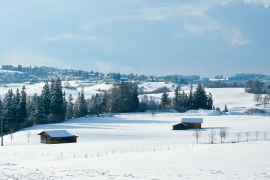 trees forest snow in winter landscape background