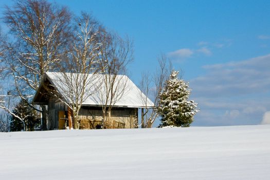trees forest snow in winter landscape background