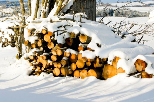 trees forest snow in winter landscape background