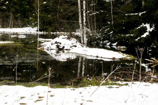 trees forest snow in winter landscape background
