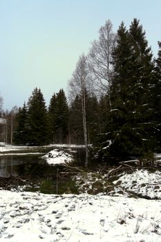 trees forest snow in winter landscape background