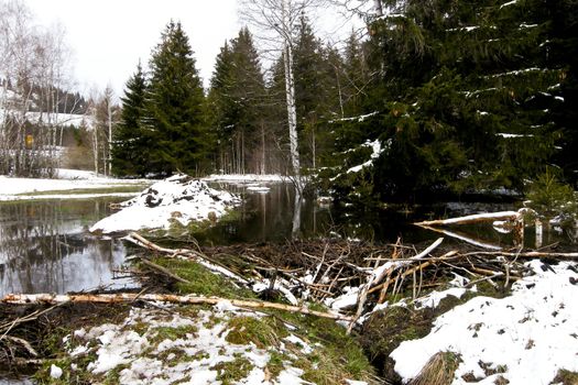 trees forest snow in winter landscape background