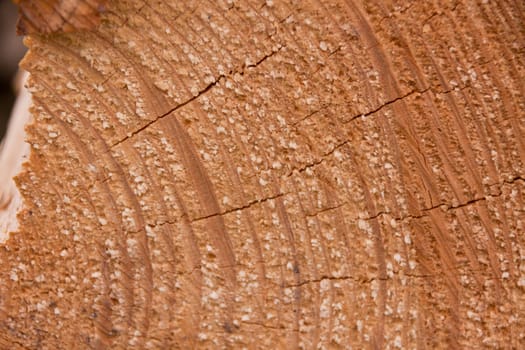 natural wooden brown background texture outdoor
