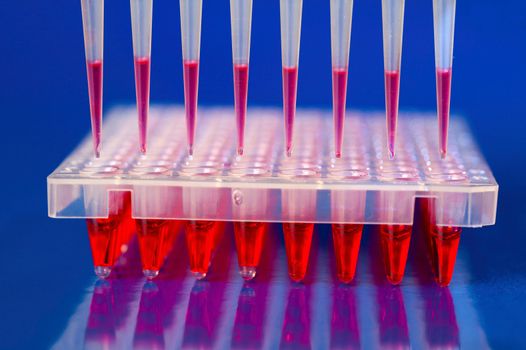 DNA analysis: loading reaction mixture into 96-well plate with multichannel pipette