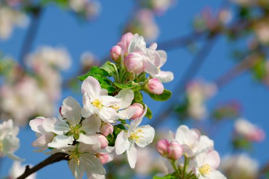 apple bloom on blue background