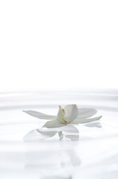 White orchid flower floating on the water. With copyspace.